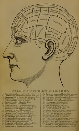 fowler_brain_parts